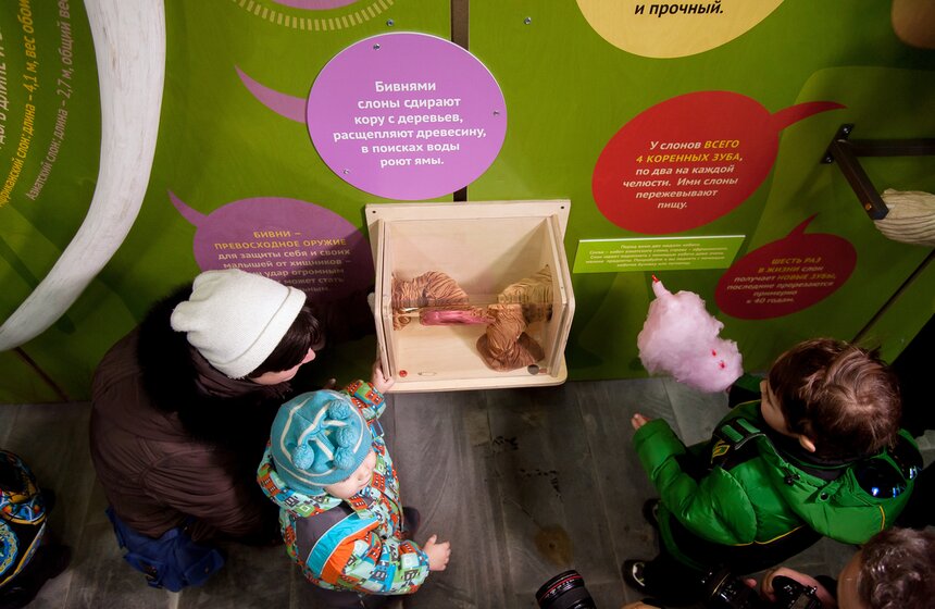 В Московском зоопарке открылся Музей слонов 22 фото