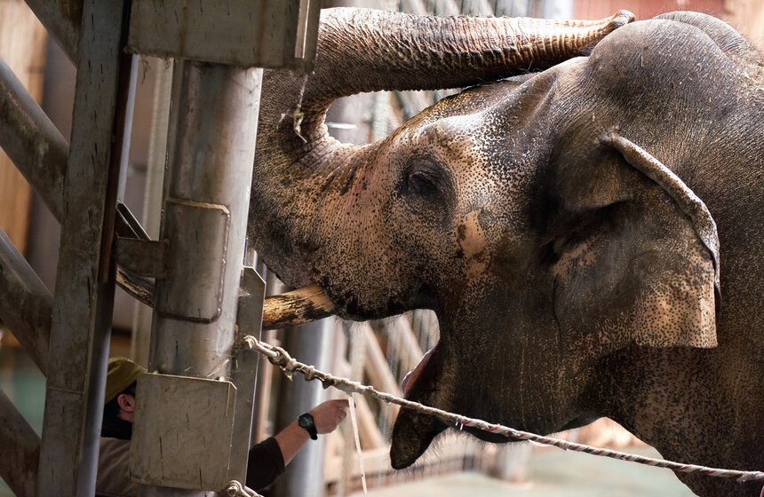 В Московском зоопарке открылся Музей слонов 8 фото