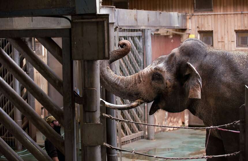 В Московском зоопарке открылся Музей слонов 7 фото