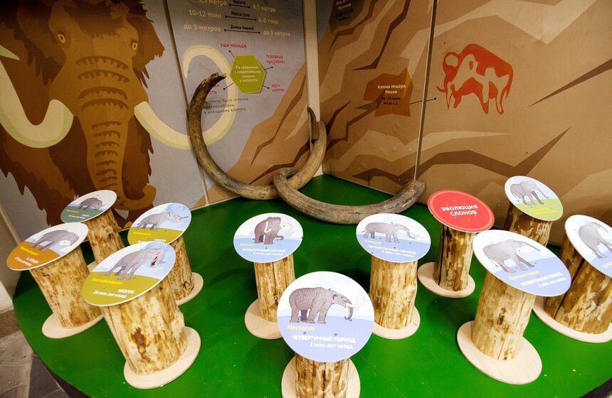 В Московском зоопарке открылся Музей слонов 6 фото