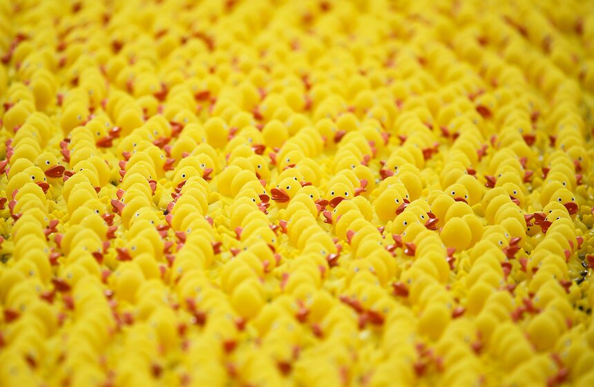 Утиный заплыв в Воронцовском парке 20 фото