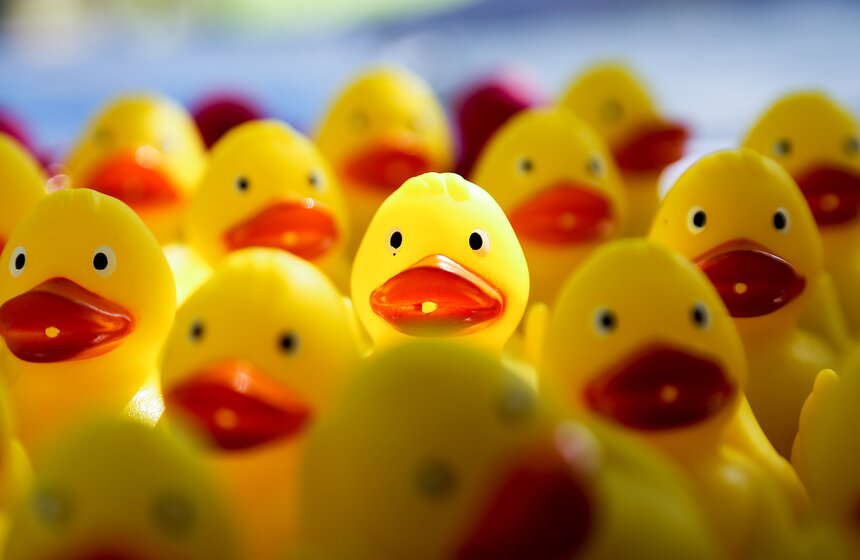 Утиный заплыв в Воронцовском парке 7 фото