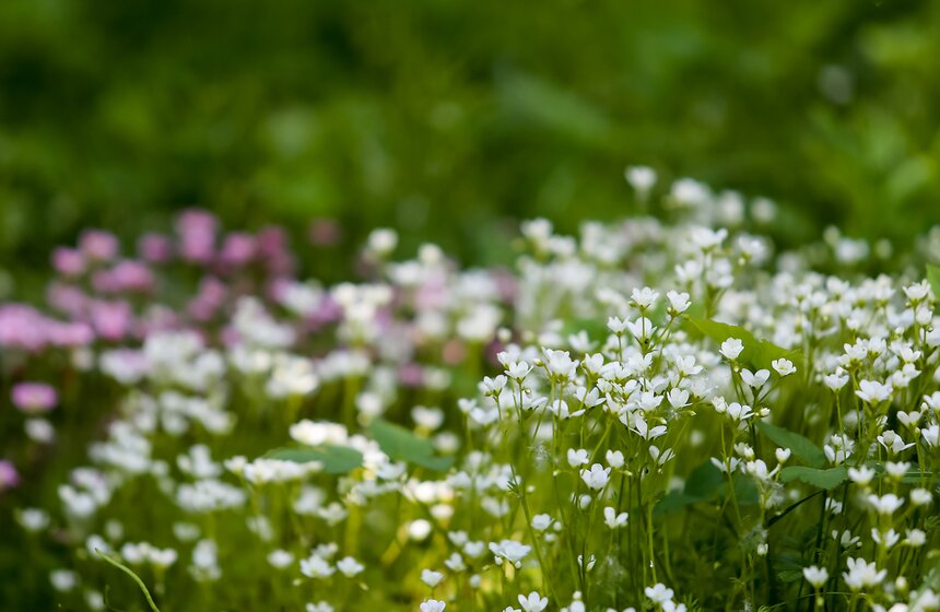 Фотопрогулка по Ботаническому саду Биологического факультета МГУ 23 фото