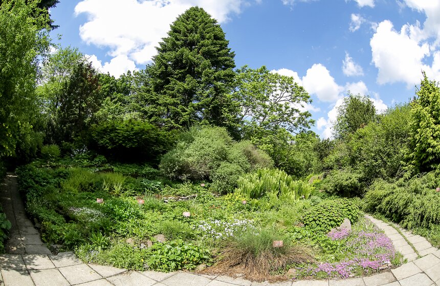 Фотопрогулка по Ботаническому саду Биологического факультета МГУ 22 фото