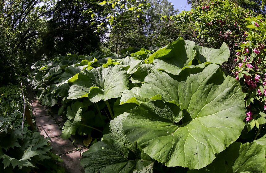 Фотопрогулка по Ботаническому саду Биологического факультета МГУ 14 фото