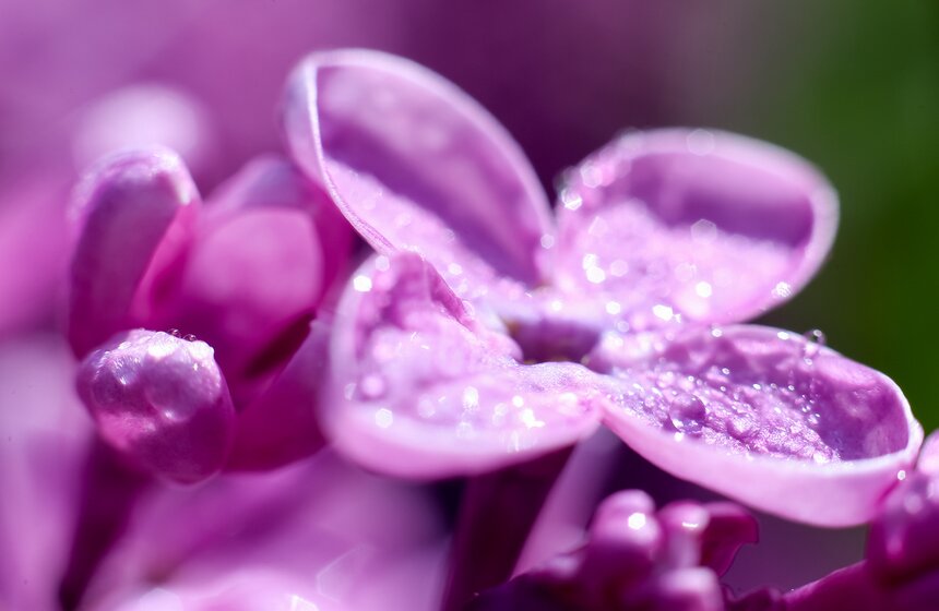 Фотопрогулка по Ботаническому саду Биологического факультета МГУ 19 фото