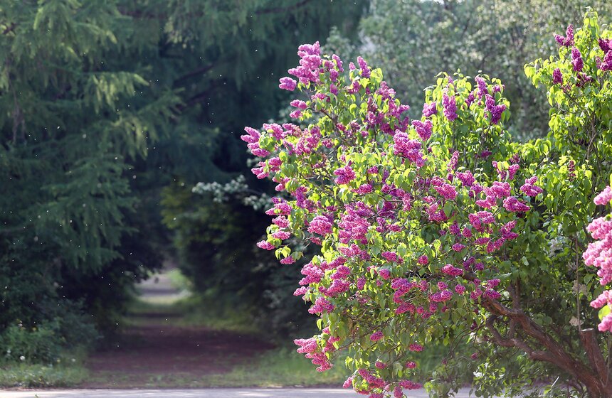 Фотопрогулка по Ботаническому саду Биологического факультета МГУ 18 фото