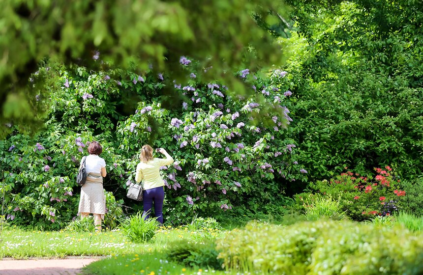 Фотопрогулка по Ботаническому саду Биологического факультета МГУ 27 фото