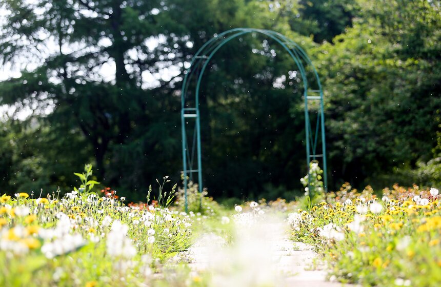 Фотопрогулка по Ботаническому саду Биологического факультета МГУ 9 фото