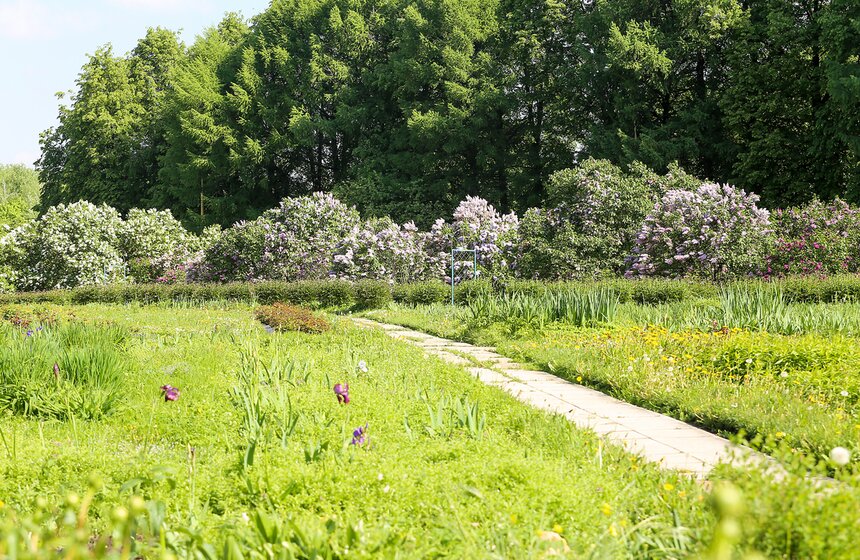 Фотопрогулка по Ботаническому саду Биологического факультета МГУ 8 фото