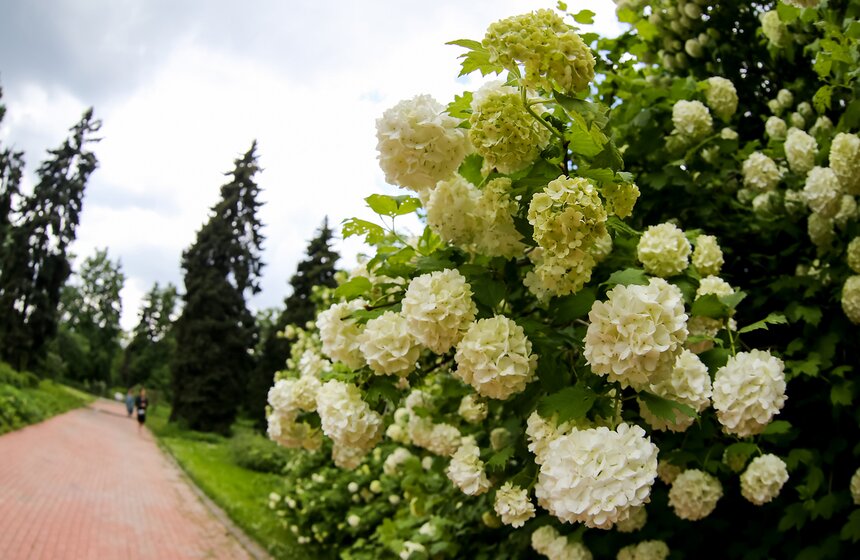 Фотопрогулка по Ботаническому саду Биологического факультета МГУ 10 фото