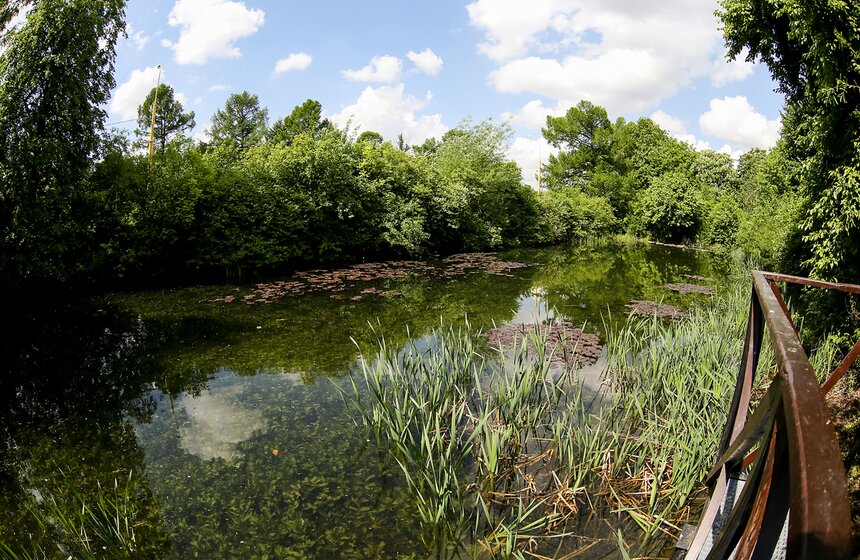 Фотопрогулка по Ботаническому саду Биологического факультета МГУ 30 фото