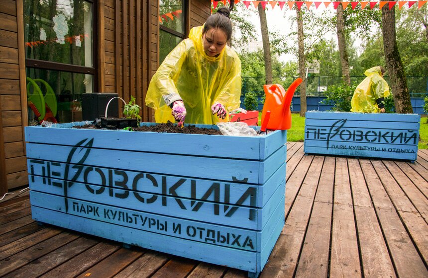 Дача в большом городе: m24.ru высадили базилик и мелиссу 20 фото