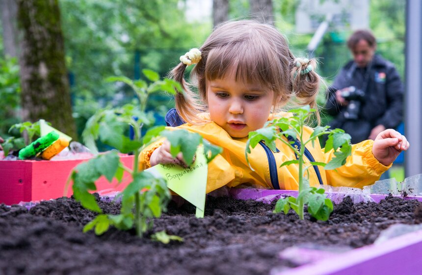 Дача в большом городе: m24.ru высадили базилик и мелиссу 19 фото