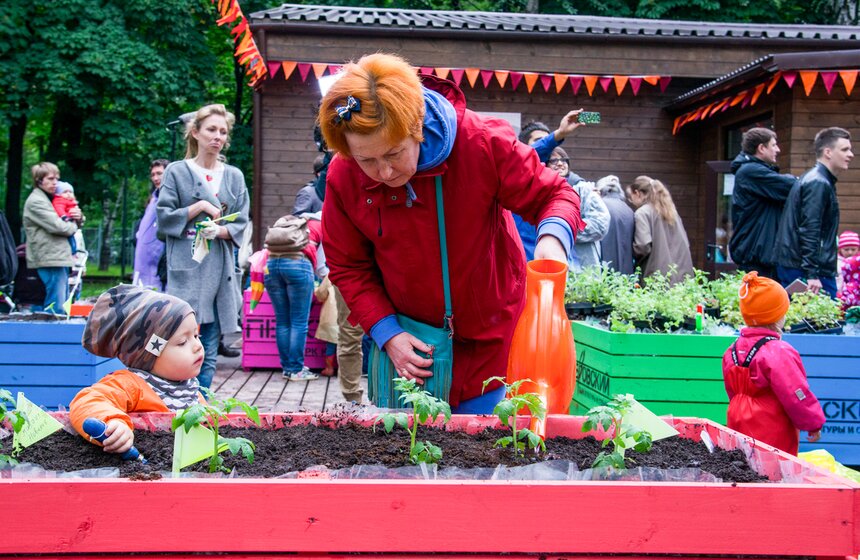Дача в большом городе: m24.ru высадили базилик и мелиссу 21 фото