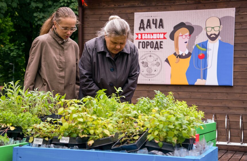 Дача в большом городе: m24.ru высадили базилик и мелиссу 8 фото