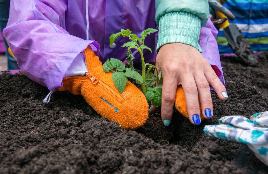 Дача в большом городе: m24.ru высадили базилик и мелиссу 11 фото