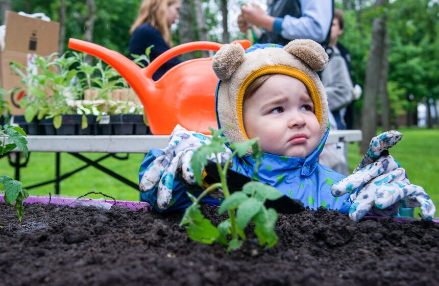 Дача в большом городе: m24.ru высадили базилик и мелиссу 14 фото