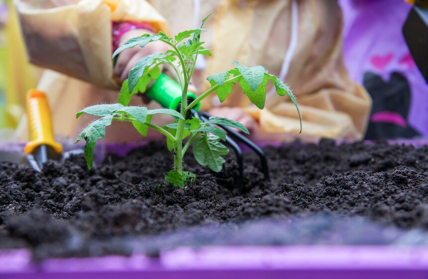 Дача в большом городе: m24.ru высадили базилик и мелиссу 13 фото