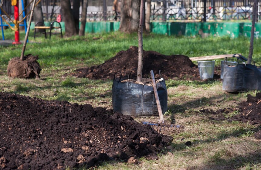 Антон Кульбачевский вместе с ветеранами высадили деревья 1 фото