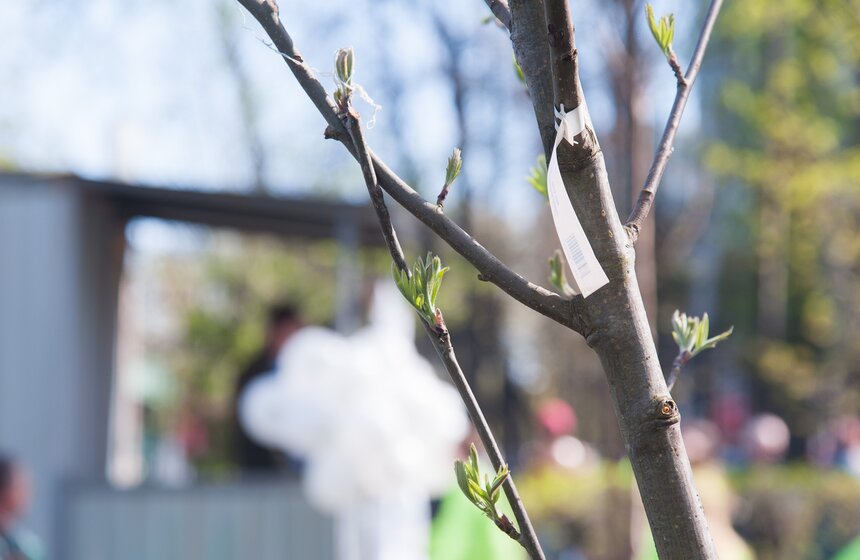 Антон Кульбачевский вместе с ветеранами высадили деревья 4 фото