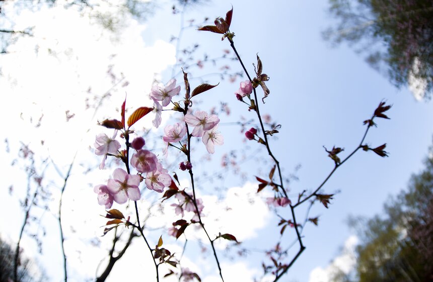 Праздник цветения сакуры "Ханами" в Бирюлевском дендропарке 11 фото