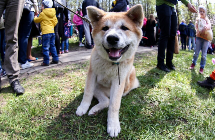 Праздник цветения сакуры "Ханами" в Бирюлевском дендропарке 10 фото