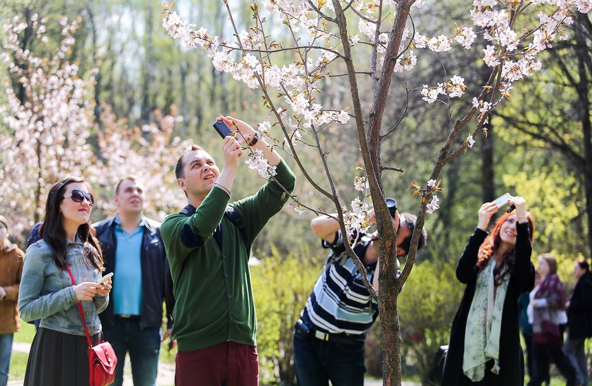Праздник цветения сакуры "Ханами" в Бирюлевском дендропарке 13 фото