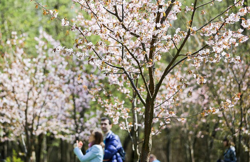 Праздник цветения сакуры "Ханами" в Бирюлевском дендропарке 16 фото