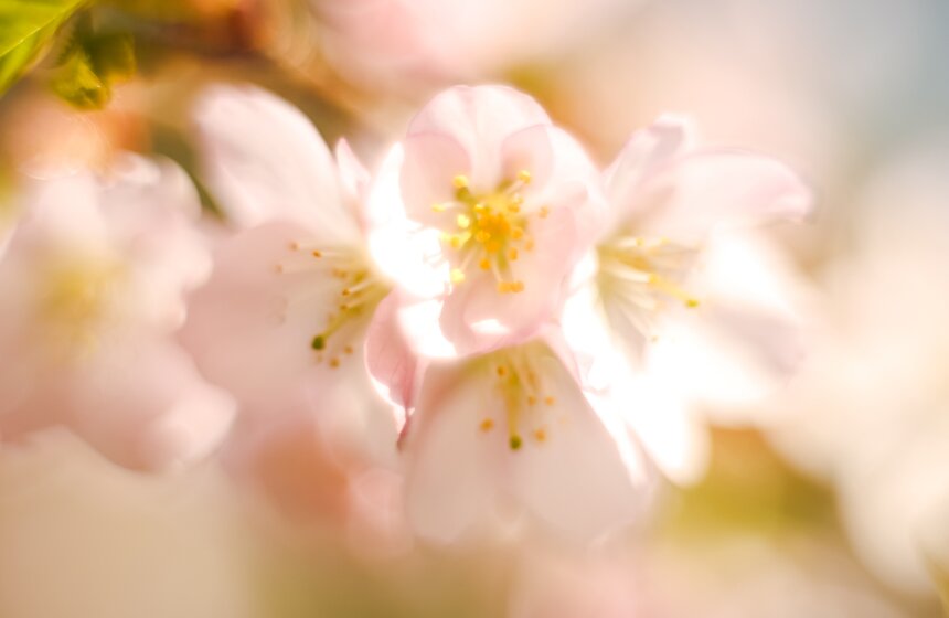 Праздник цветения сакуры "Ханами" в Бирюлевском дендропарке 14 фото