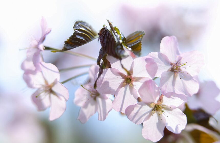 Праздник цветения сакуры "Ханами" в Бирюлевском дендропарке 17 фото