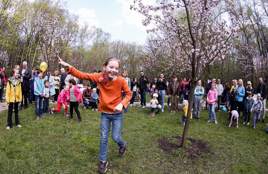 Праздник цветения сакуры "Ханами" в Бирюлевском дендропарке 3 фото