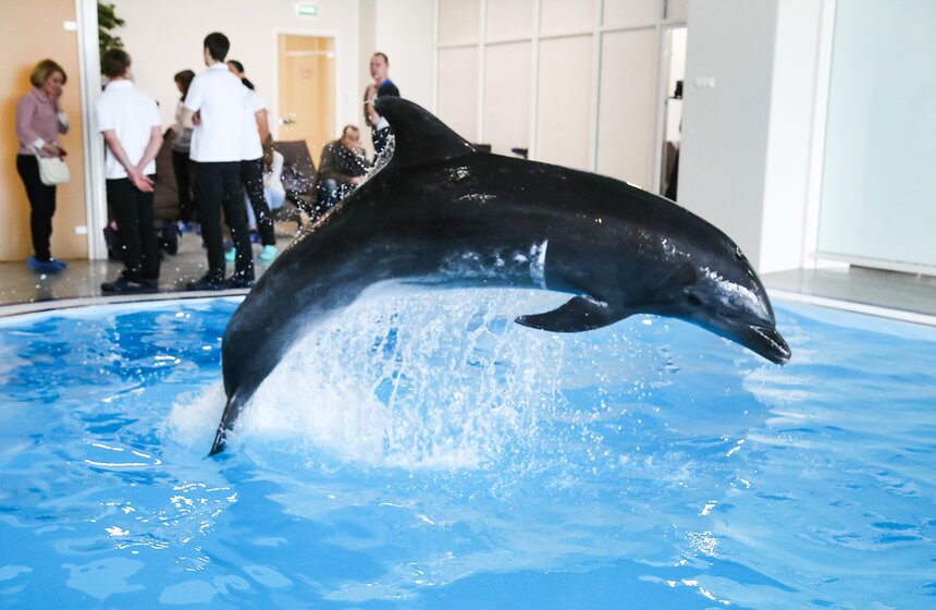 Сайт центра дельфин. Дельфин Москвариум. Москвариум центр плавания с дельфинами. Дельфины в Москве. Дельфины в Москвариуме.