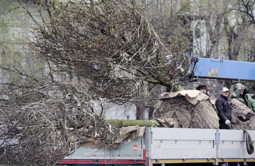 Посадка липовой аллеи на ВДНХ 20 фото