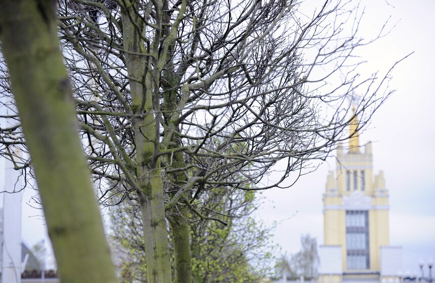 Посадка липовой аллеи на ВДНХ 19 фото