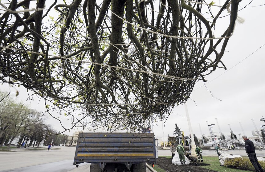 Посадка липовой аллеи на ВДНХ 8 фото