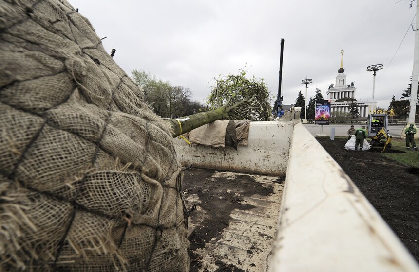 Посадка липовой аллеи на ВДНХ 7 фото