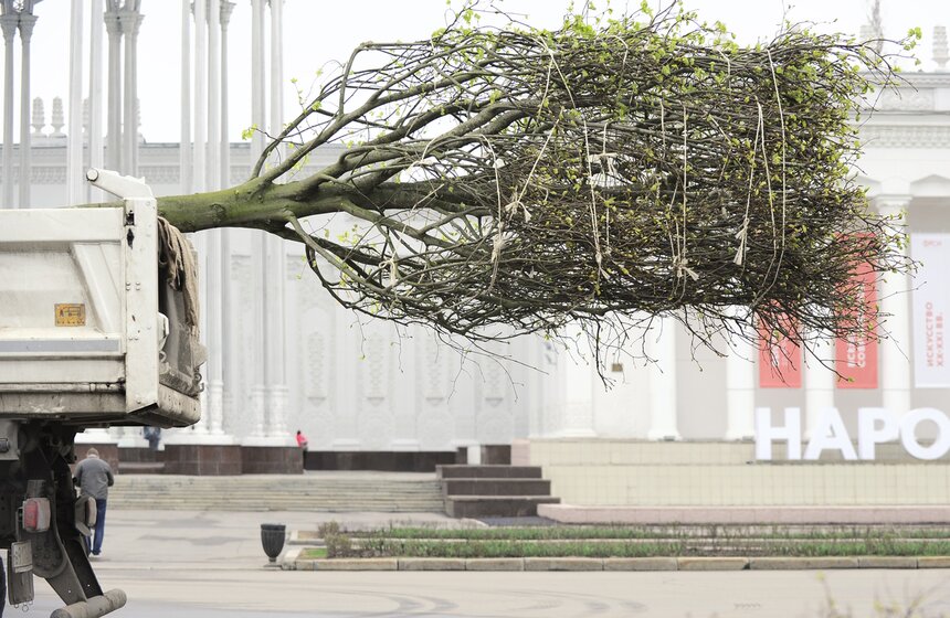Посадка липовой аллеи на ВДНХ 6 фото
