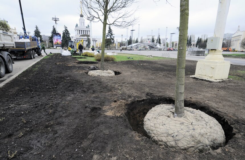 Посадка липовой аллеи на ВДНХ 18 фото