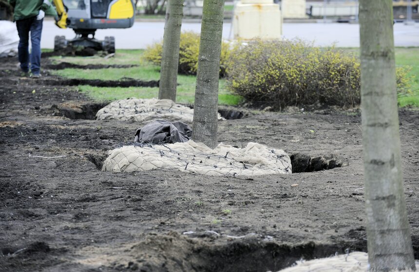 Посадка липовой аллеи на ВДНХ 17 фото