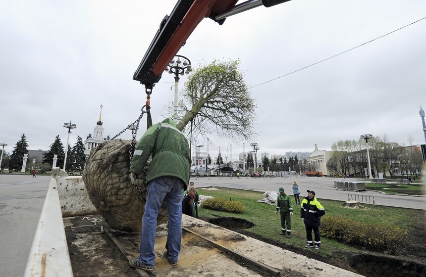 Посадка липовой аллеи на ВДНХ 11 фото