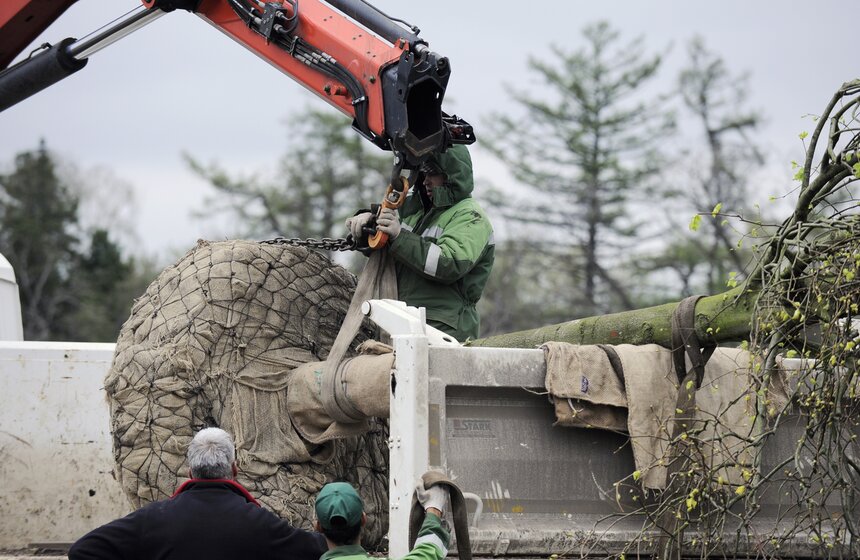 Посадка липовой аллеи на ВДНХ 10 фото