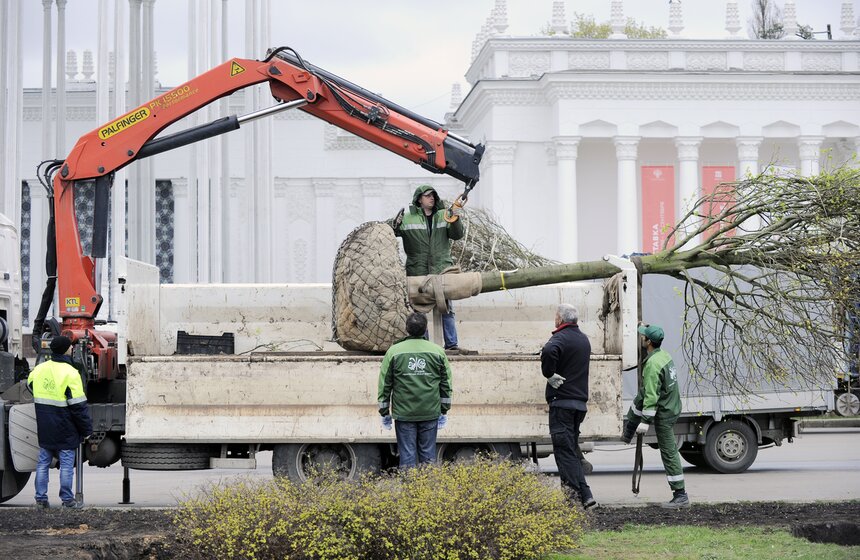 Посадка липовой аллеи на ВДНХ 9 фото