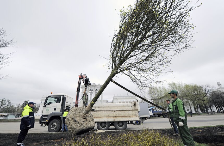 Посадка липовой аллеи на ВДНХ 12 фото