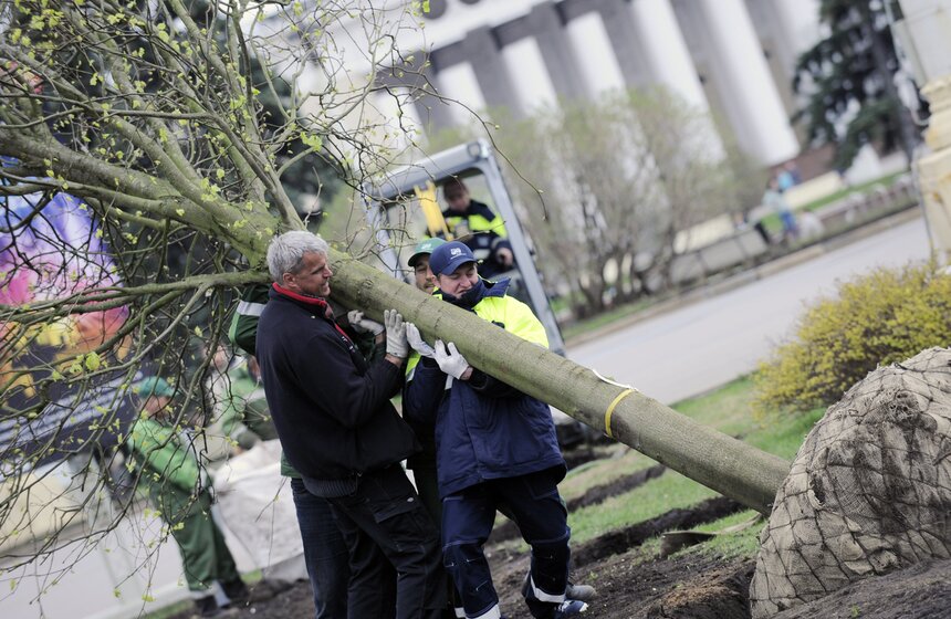 Посадка липовой аллеи на ВДНХ 15 фото