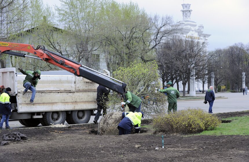 Посадка липовой аллеи на ВДНХ 14 фото