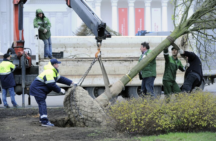 Посадка липовой аллеи на ВДНХ 13 фото