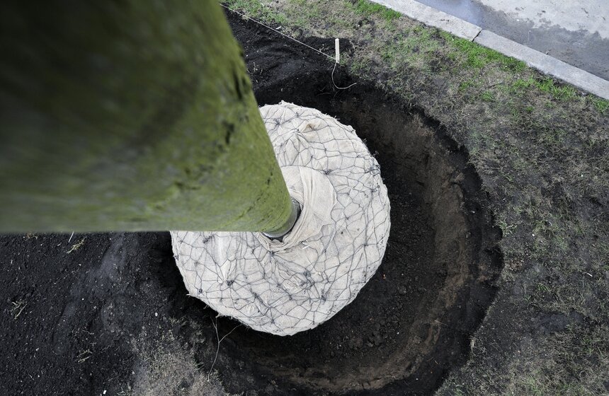 Посадка липовой аллеи на ВДНХ 16 фото