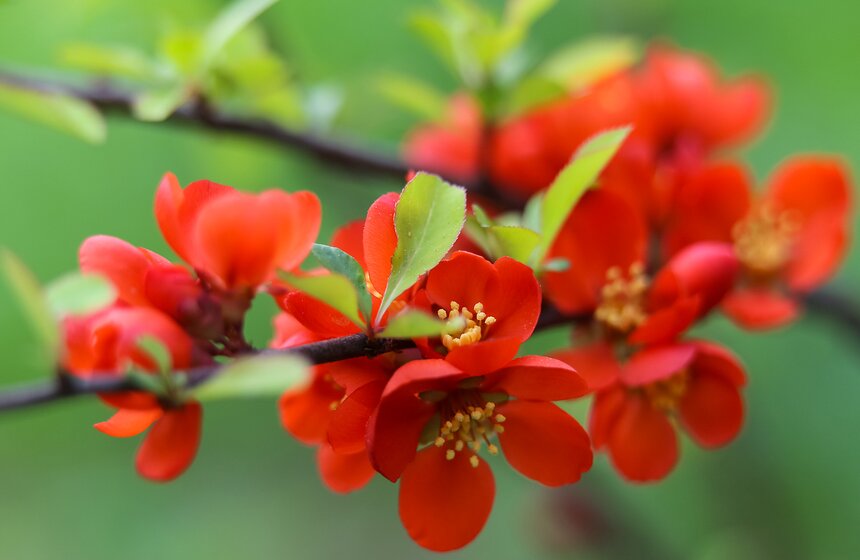 Идеи для прогулок на выходных: "Аптекарский огород" 21 фото