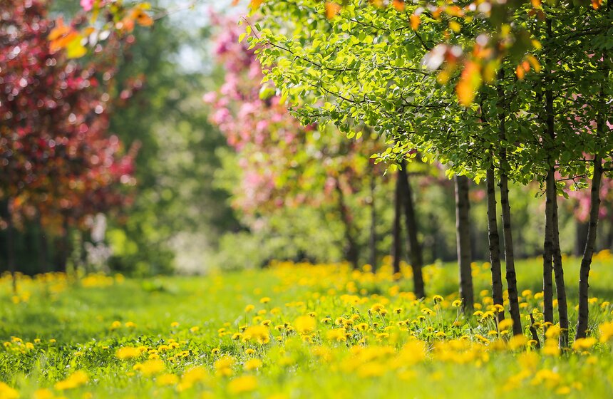 В "Коломенском" зацвели яблони. Фоторепортаж 7 фото